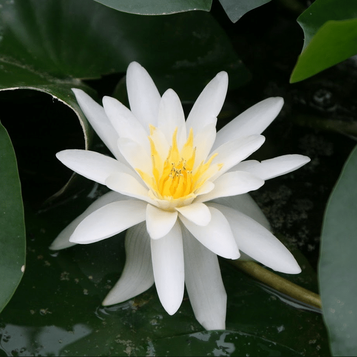 Marliacea Albida Waterlily Nymphaea Marliacea Albida displaying an elegant white flower with a golden yellow centre amongst dark green lily pads