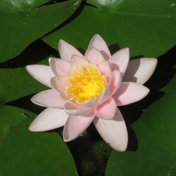 Marliacea Carnea Waterlily showing a delicate blush pink flower with a bright golden yellow centre surrounded by floating green lily pads