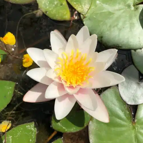 Marliacea Carnea waterlily with pale pink flower floating on pond surface