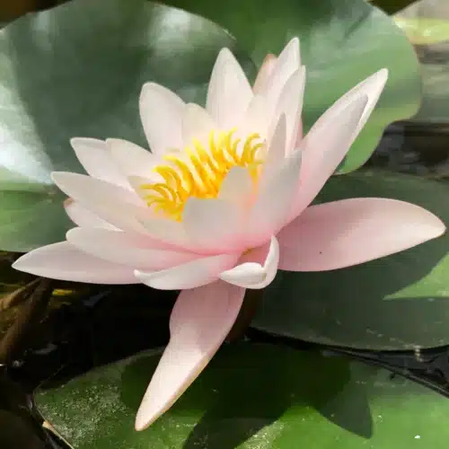 Marliacea Carnea waterlily with green floating leaves and soft pink bloom