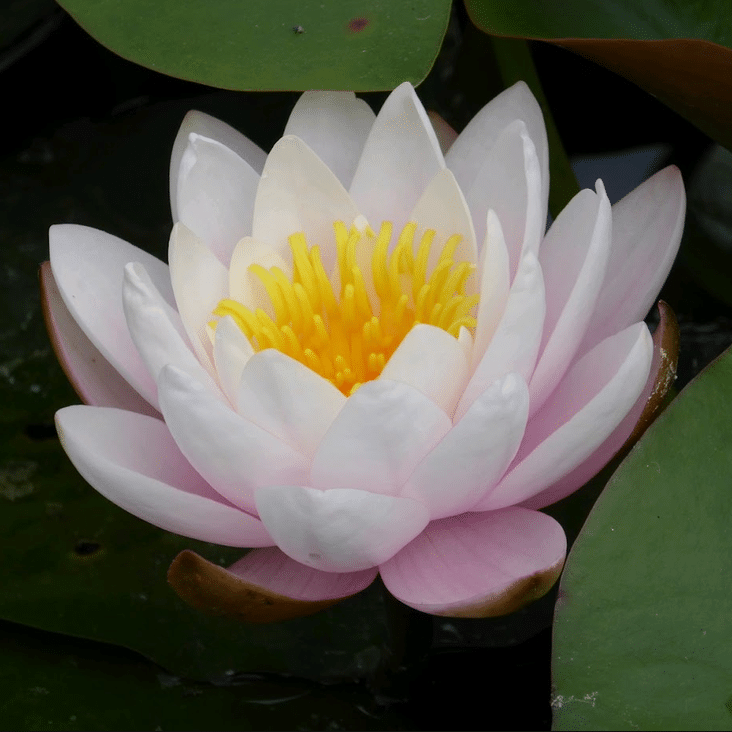 Marliacea Rosea Waterlily Nymphaea Marliacea Rosea displaying a soft pink flower with a golden yellow centre amongst green lily pads