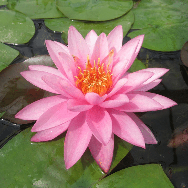 Mayla Waterlily Nymphaea Mayla displaying a vibrant deep pink flower with a golden orange centre amongst green lily pads