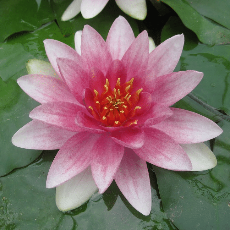 Mrs Richmond Waterlily Nymphaea Mrs Richmond with soft pink and white petals, golden stamens and dark green floating lily pads