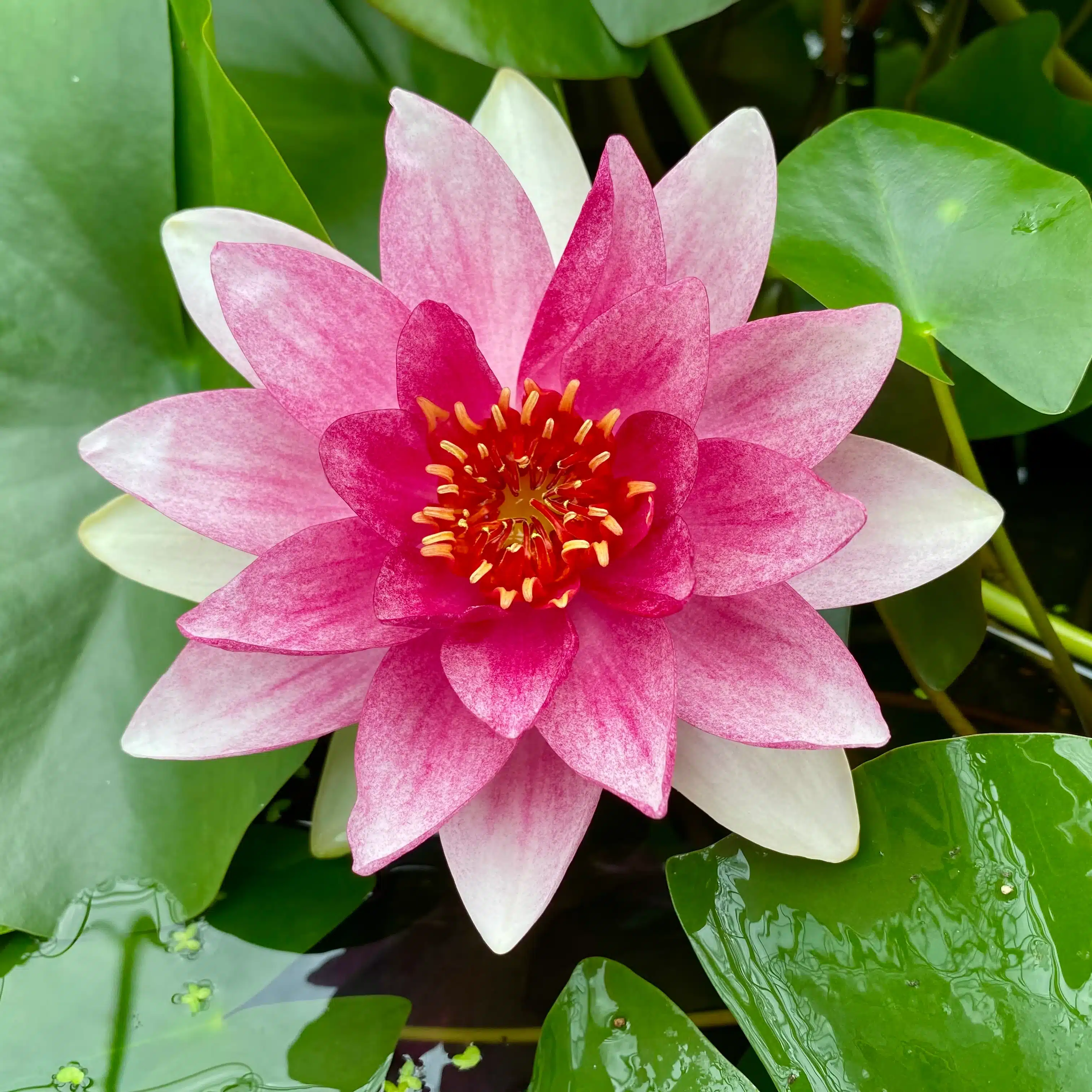 Mrs Richmond waterlily with pink flower and golden centre floating on pond