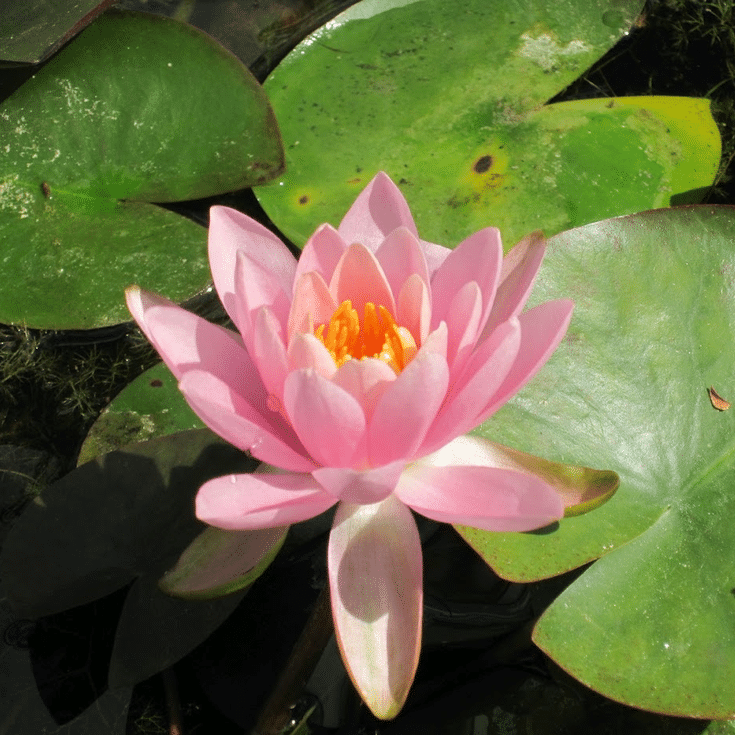 Odorata Firecrest Waterlily Nymphaea odorata Firecrest displaying a delicate pink flower with a golden centre amongst green floating lily pads