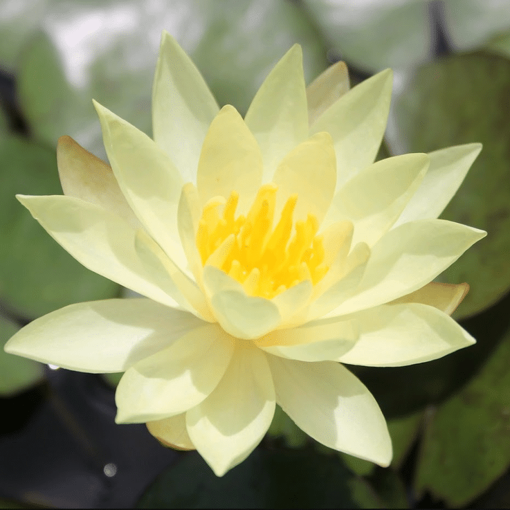 Odorata Sulphurea Waterlily Nymphaea Odorata Sulphurea displaying a pale lemon yellow flower with a golden centre above green lily pads