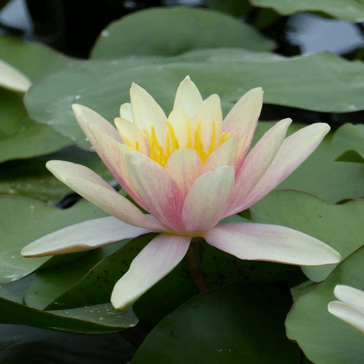Paul Hariot Waterlily showing a delicate pale peach and pink flower with yellow stamens growing amongst floating green lily pads