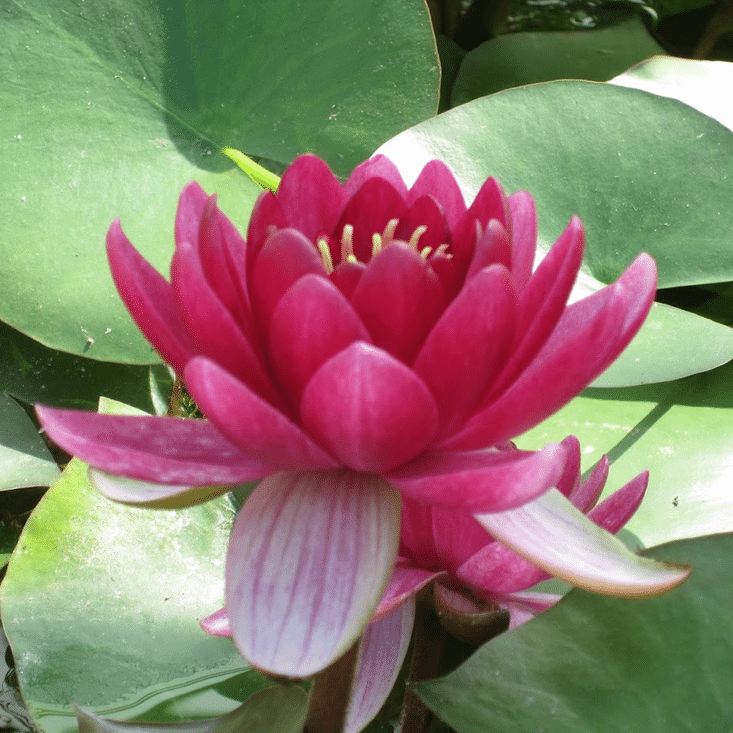Nymphaea Perry’s Baby Red hardy waterlily showing a compact deep red flower with layered petals above floating green lily pads