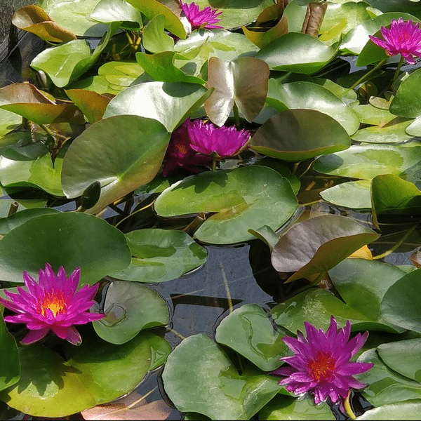 Purple Fantasy Waterlily Nymphaea Purple Fantasy flowering in a pond with vivid purple blooms and floating green lily pads