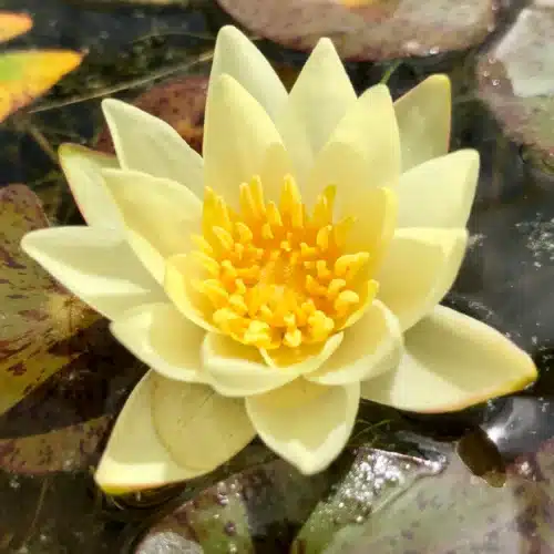 Pygmaea Helvola Waterlily with small pale yellow flower floating on pond surface
