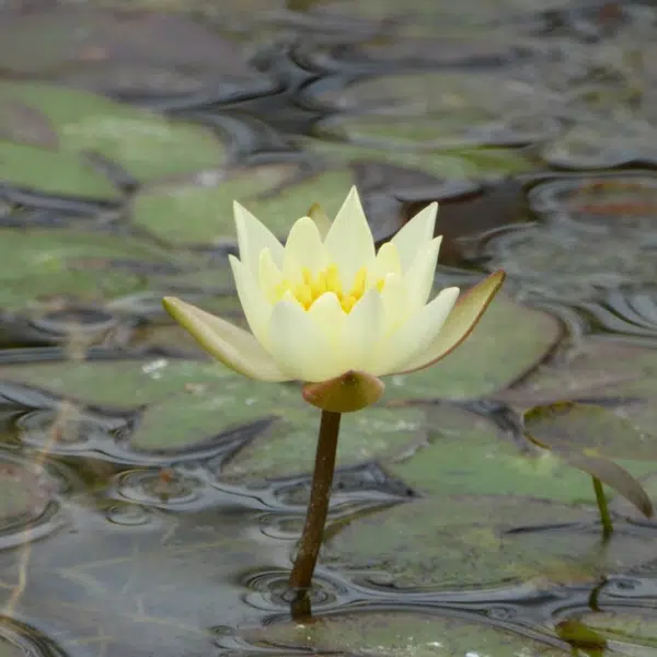 Pale yellow flower of Pygmaea Helvola water lily above its lily pads
