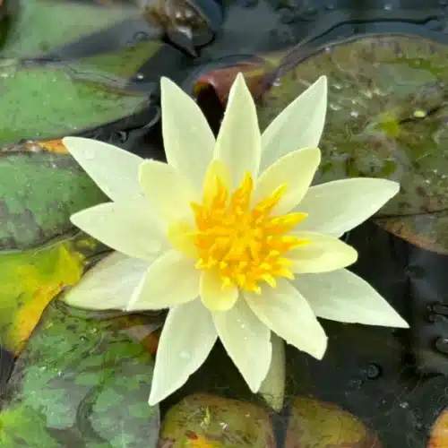Pygmaea Helvola Waterlily Dwarf waterlily with mottled green and bronze leaves in a small pond