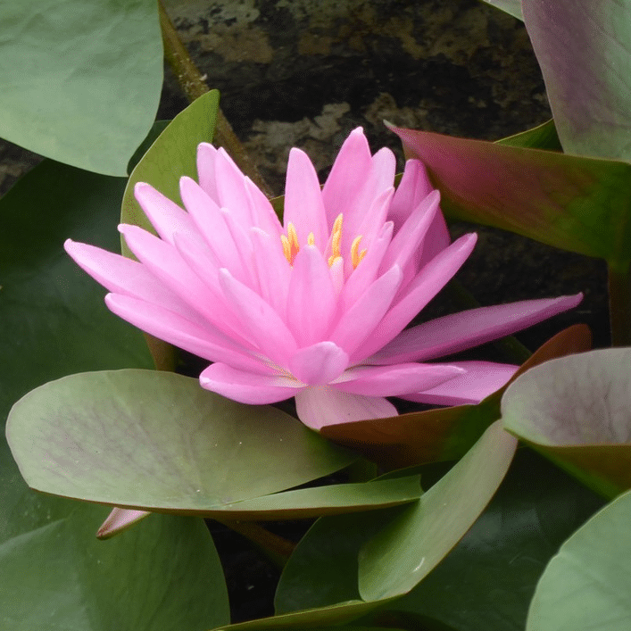 Close up of a Rose Arey Waterlily Nymphaea Rose Arey showing its elegant pink flower surrounded by floating green pond leaves