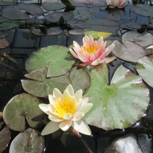 Sioux waterlily with yellow and orange red flowers in garden pond