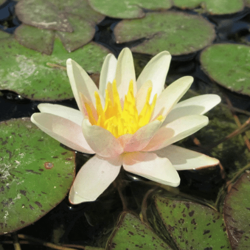 Sioux Colour changing Sioux waterlily with yellow and orange blooms floating on pond surface
