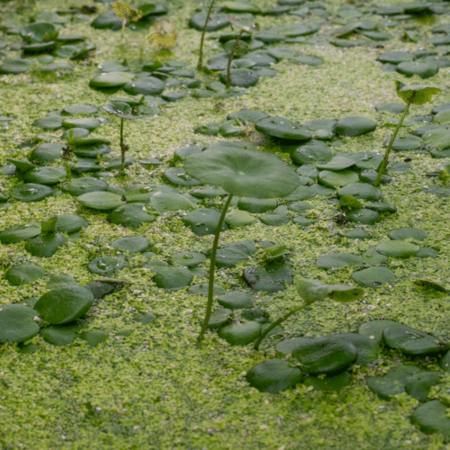 Smooth Frogbit Limnobium laevigatum smooth frogbit with trailing roots providing shade and habitat in pond