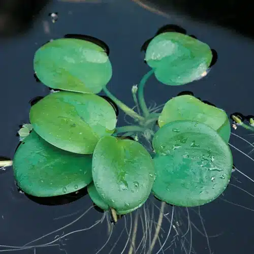 Smooth Frogbit Limnobium laevigatum floating on pond surface with rounded green leaves