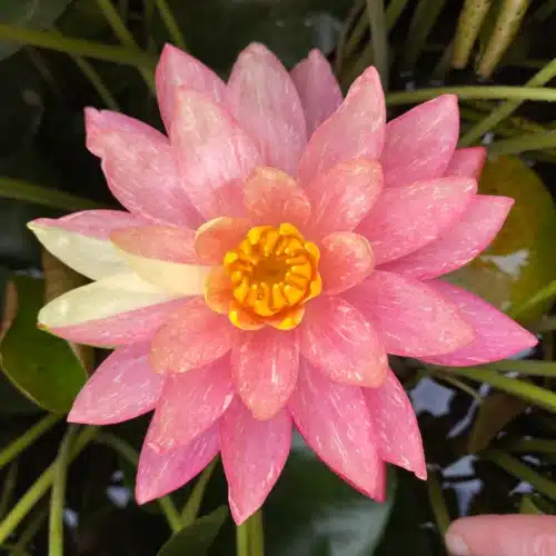 Wanvisa waterlily with pink and cream variegated flower floating on pond