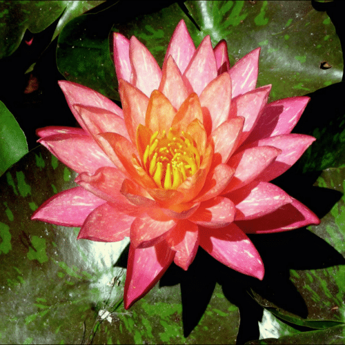 Wanvisa waterlily with speckled green leaves on pond surface