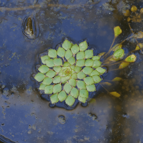 Water Chestnut Trapa natans water chestnut plant with floating leaves and small white flower on pond surface