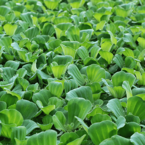 Water Lettuce Pistia stratiotes floating on pond surface with soft green rosette leaves