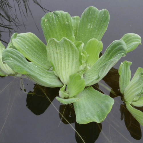 Pistia stratiotes water lettuce with trailing roots providing shade and habitat in pond