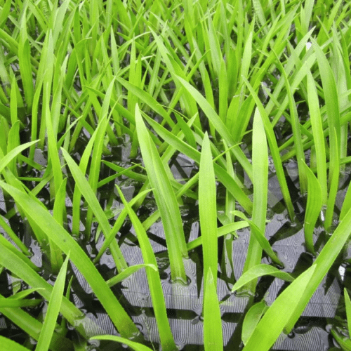 Water Soldier Stratiotes aloides floating on pond surface with spiky serrated leaves