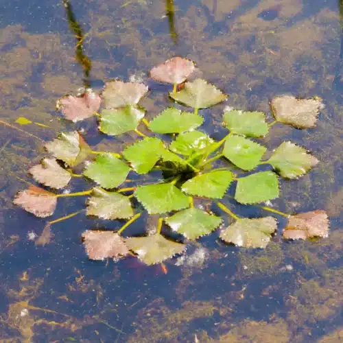 Water Chestnut Trapa natans floating on pond surface with red tinged rosette leaves
