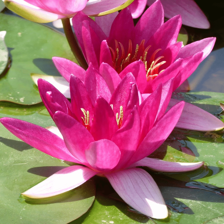Close up of Xiafei Waterlily Nymphaea Xiafei showing vibrant magenta pink petals, golden stamens and surrounding green lily pads