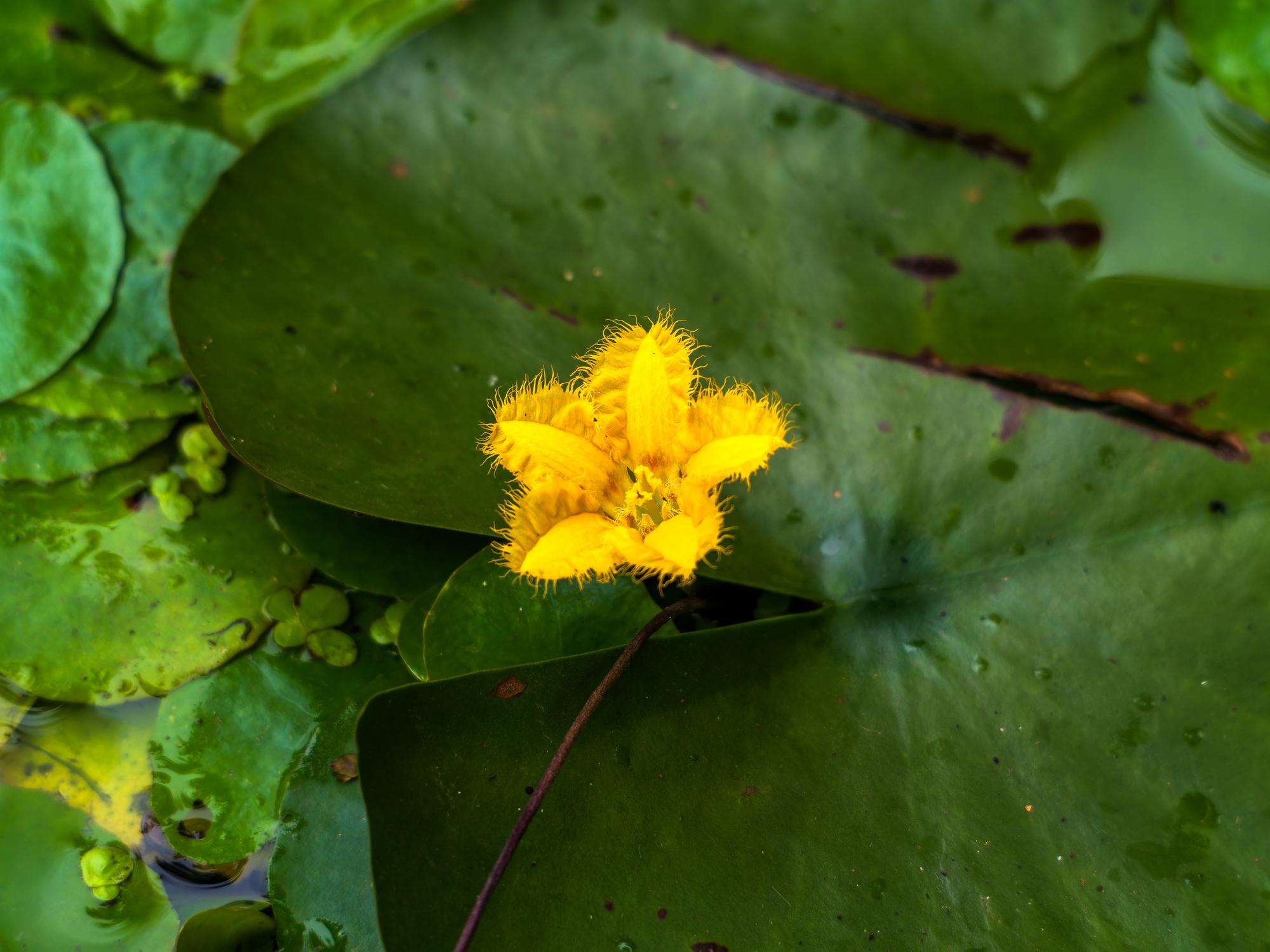 Yellow Water Snowflake Nymphoides thunbergiana with yellow star shaped flowers growing above floating pond leaves