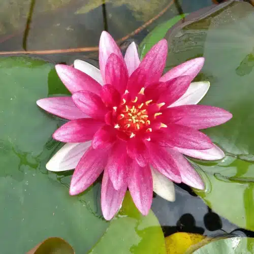 Alba var Rubra Deep red waterlily with green floating leaves in garden pond