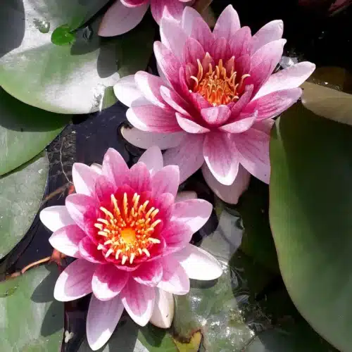 Alba var Rubra waterlily with deep red flower floating on pond surface