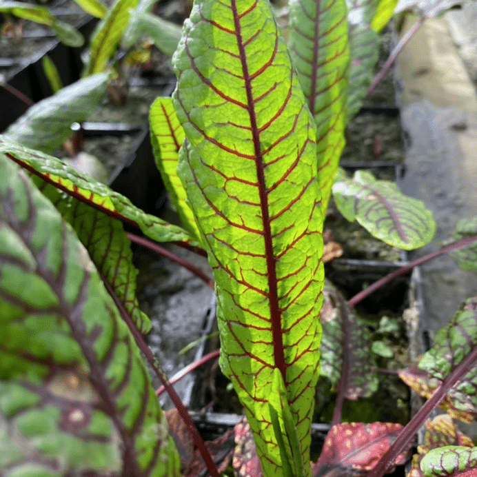 Close up of Bloodwort Wood Dock leaves showing red veins in bog garden