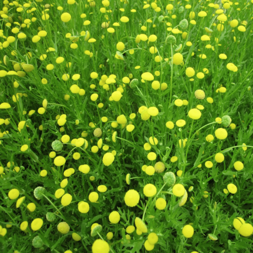 Cotula coronopifolia with bright yellow button flowers growing at pond edge
