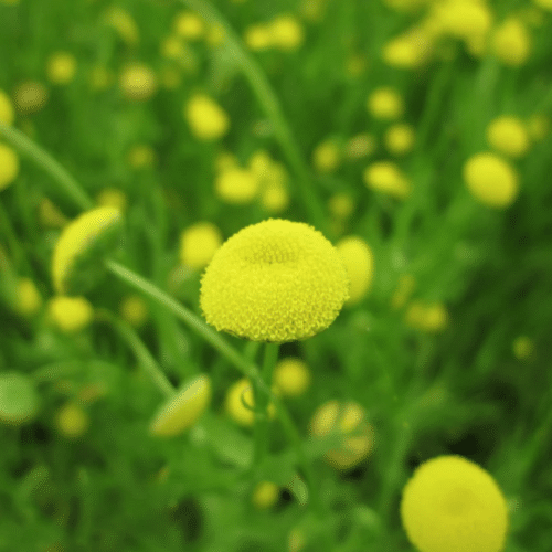 Brass Buttons forming low growing ground cover in shallow pond margin