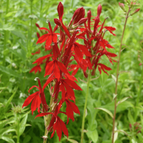 Lobelia cardinalis with bright red flower spikes growing at pond edge