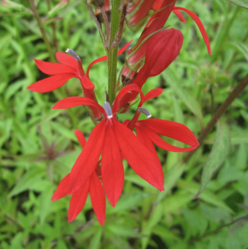 Scarlet red Lobelia cardinalis flowers attracting pollinators in pond margin