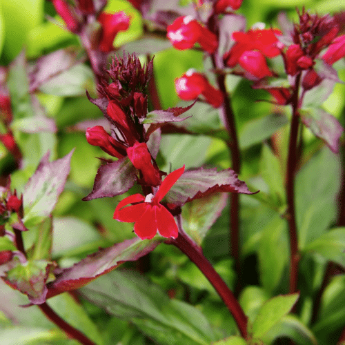 Lobelia cardinalis Queen Victoria with bright red flowers and dark foliage at pond edge