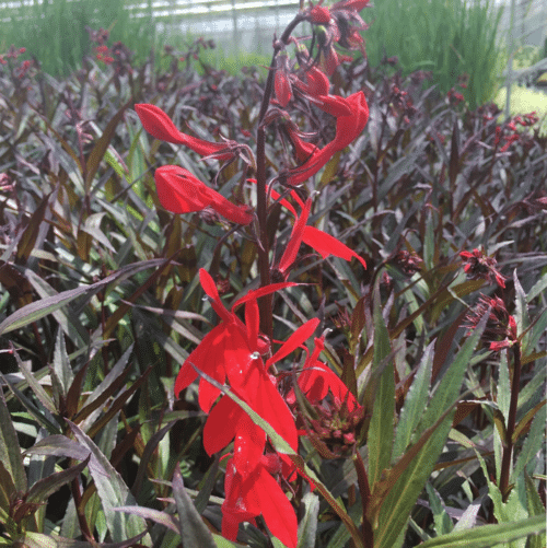 Red flowering Lobelia Queen Victoria growing in pond margin with burgundy leaves