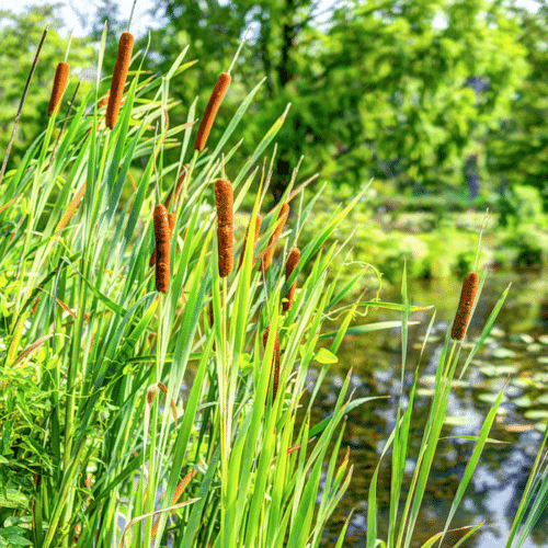 Tall Common Bulrush with brown flower spikes growing in a pond margin