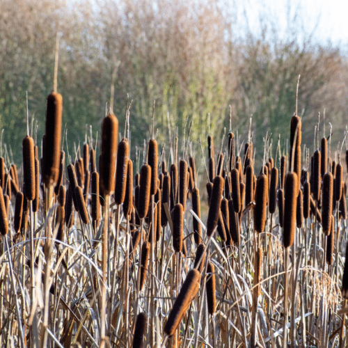 Dense planting of Common Bulrush in a natural wetland environment