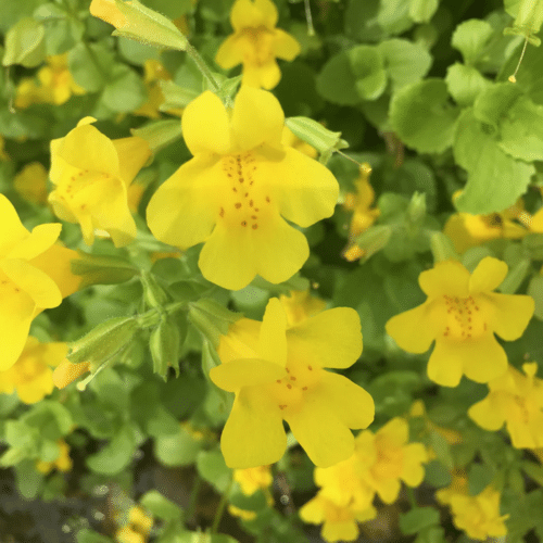 Bright yellow Mimulus guttatus flowers growing at pond edge