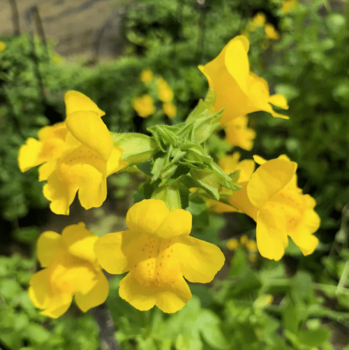Common Monkey Flower spreading foliage and flowers in a pond margin