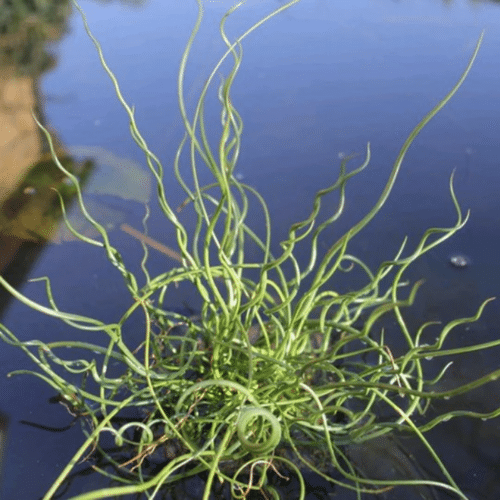Twisted spiral stems of Corkscrew Rush growing at pond edge