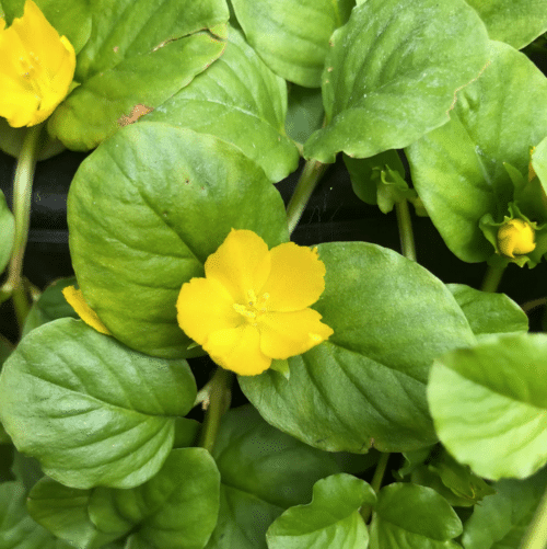 Lysimachia nummularia cascading over pond edge with yellow flowers