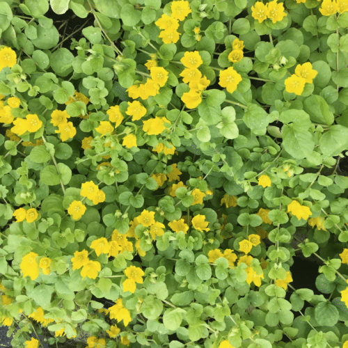 Creeping Jenny spreading across pond margin with dense green foliage