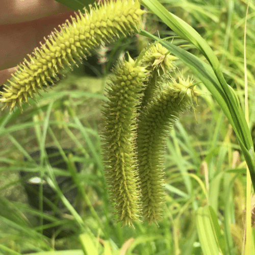 Carex pseudocyperus with drooping flower heads growing at pond edge