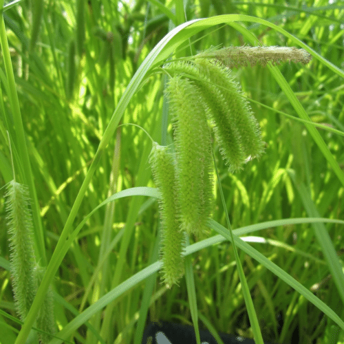 Cyperus Sedge arching foliage providing habitat in pond margin