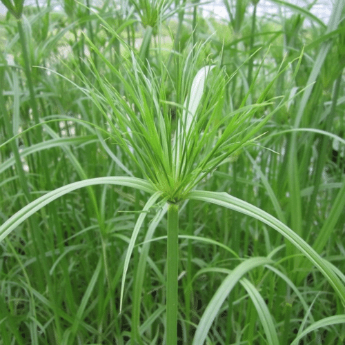 Cyperus papyrus growing at pond edge with tall green stems and umbrella heads