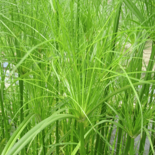 Close up of Egyptian Paper Rush umbrella shaped foliage at pond margin